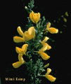 Cytisus Scoparius